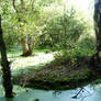 Swamp
