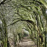 Tree Tunnel