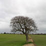 Tree In A Field II