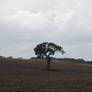 tree in field 2 - 2014