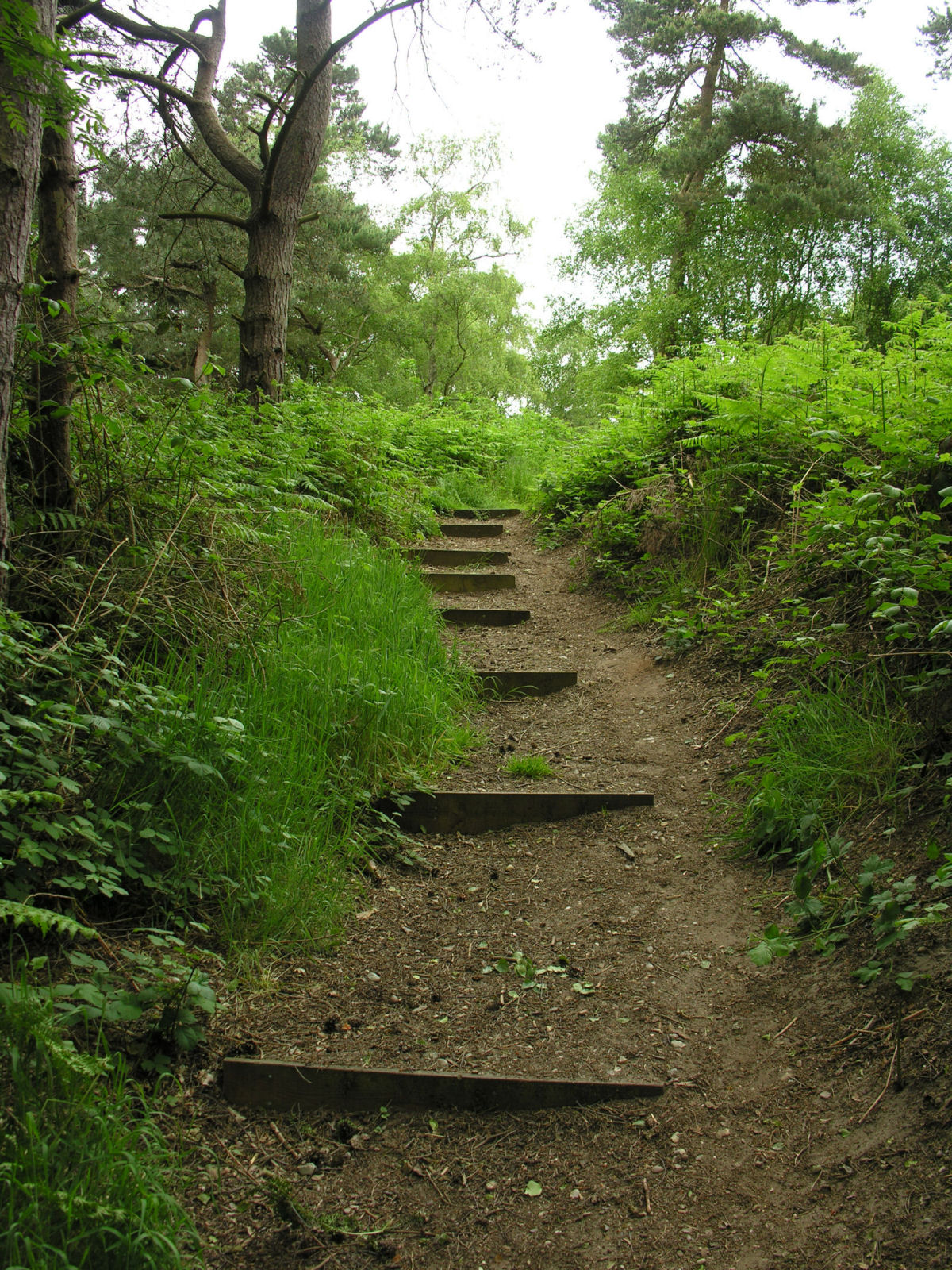 Path with trees1