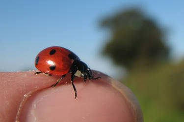 Ladybird or Ladybug