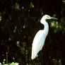 Egret