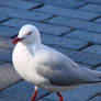 Australian Seagull
