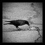 crow eating a rat