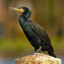 Portrait of a cormorant