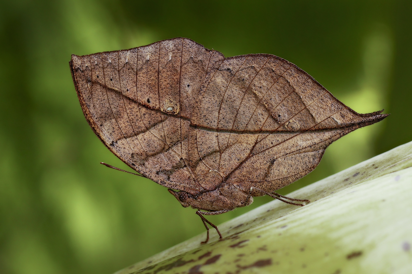 Kallima inachus -  Daily Deviation 14-04-2013