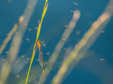 Ischnura elegans with mosquitoes