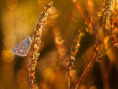 Polyommatus icarus M42