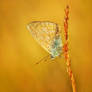 Polyommatus icarus in the morning