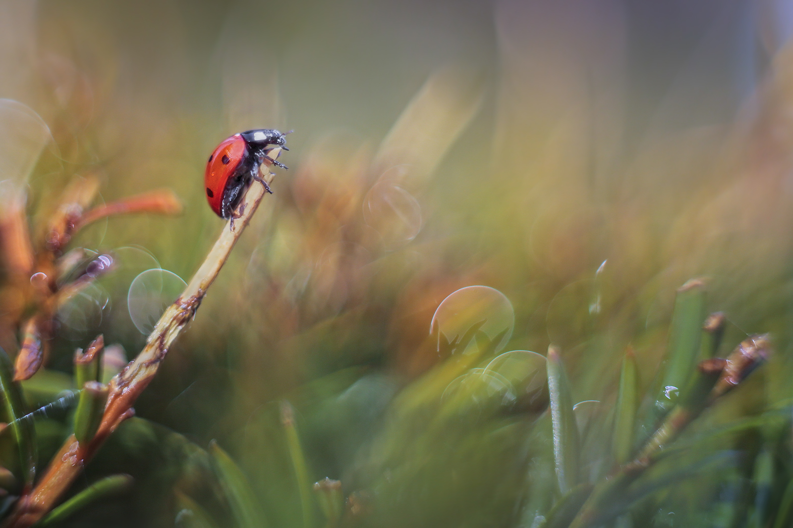 ladybug