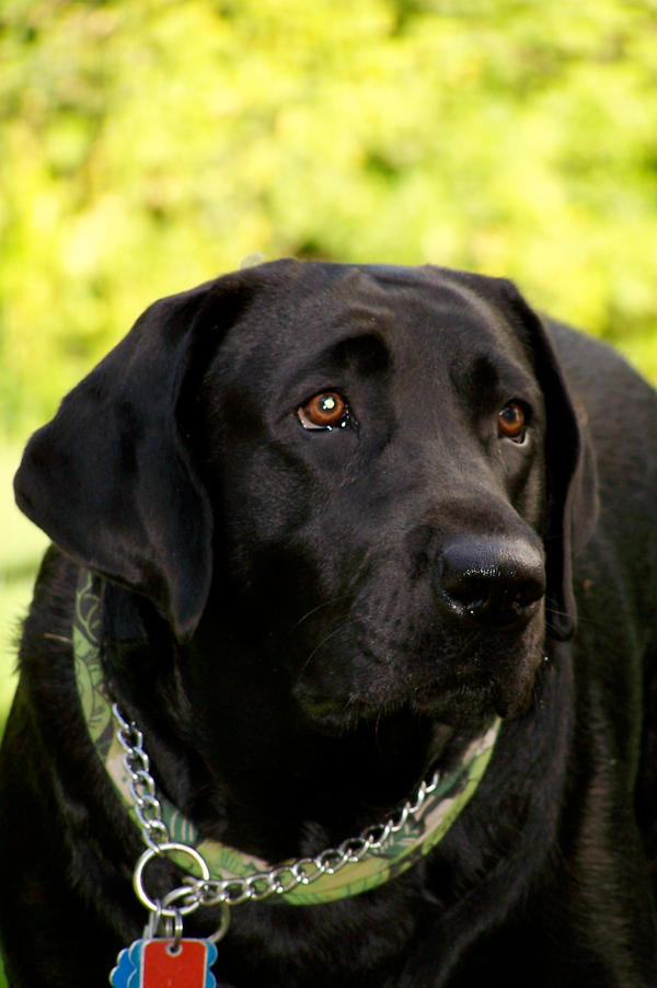 Black Lab Deviantart Black Lab Bright by jennifermmr on DeviantArt