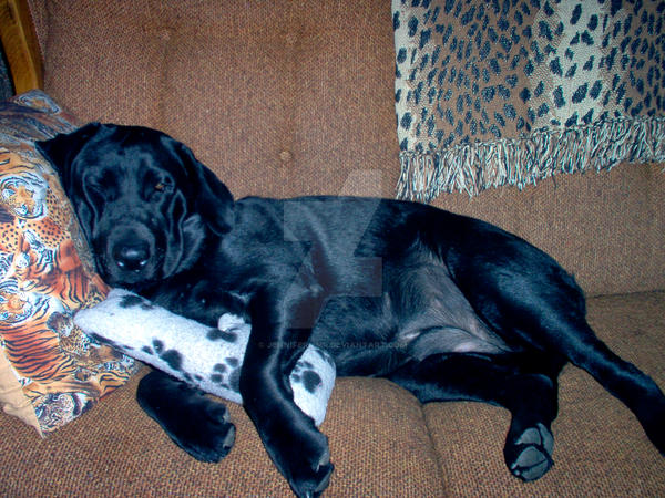 Black Lab Napping Black Lab Nap with Kitty by jennifermmr on DeviantArt