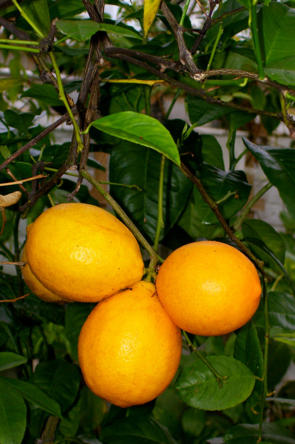 Lemons by jennifermmr on DeviantArt