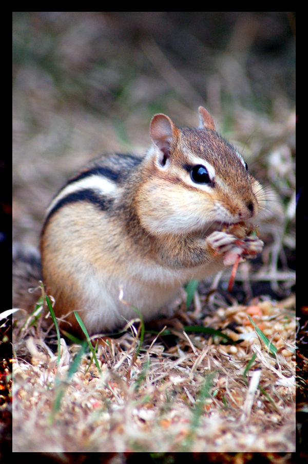 Chippy the Chipmunk I