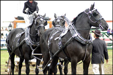 Percherons I