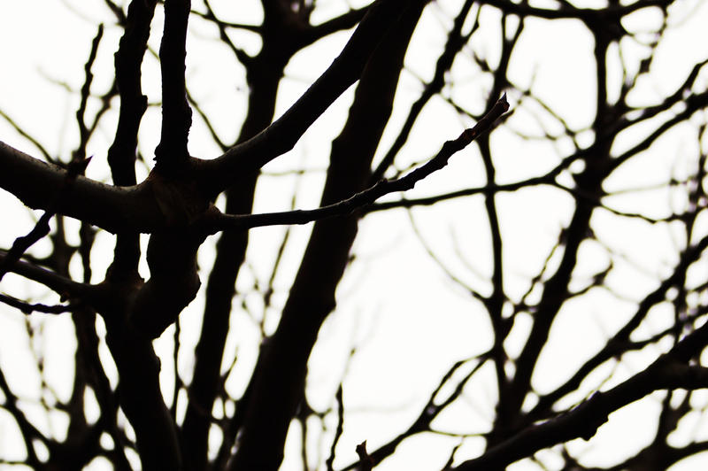 spangled tree the image of me by itchyfeetmusic on DeviantArt