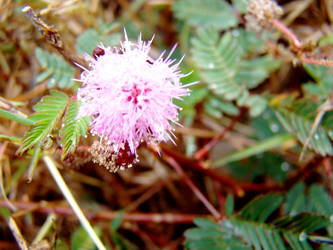 Puffy flower