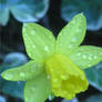 Daffodil with Ivy background