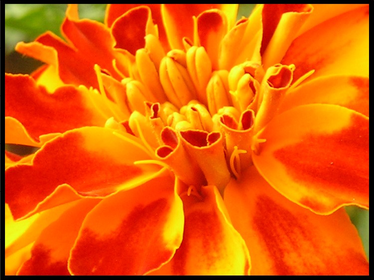 Marigold