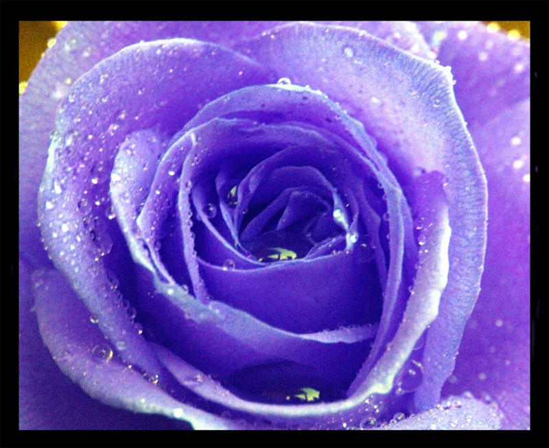 Blue Rose by coldshadows
