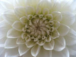Dahlia 01 by stock-Myako