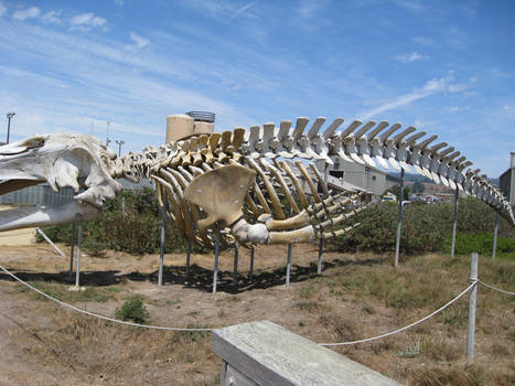 Whale Skeleton 03
