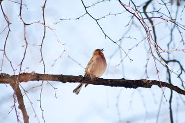 Chaffinch