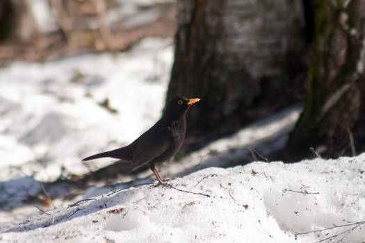 Common Blackbird