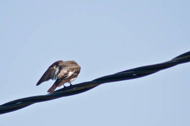 A Bird On A Wire