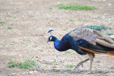 pavo real