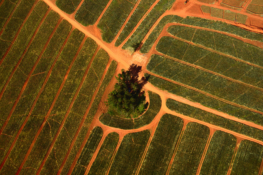 Aerial, solo tree in fields