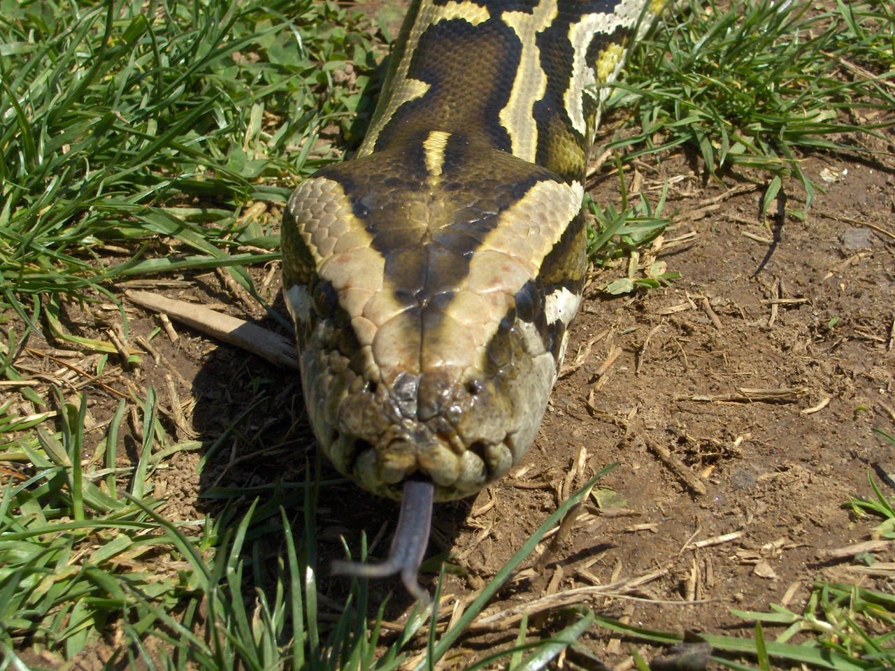Burmese Python by topshelf81 on DeviantArt