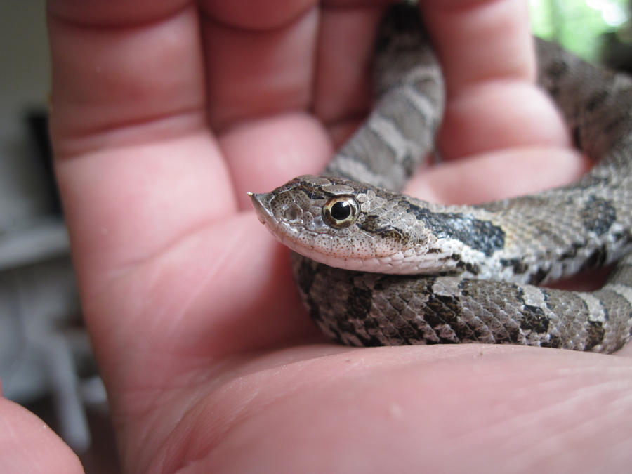 Heterodon platirhinos