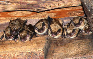 BIG BROWN BATS