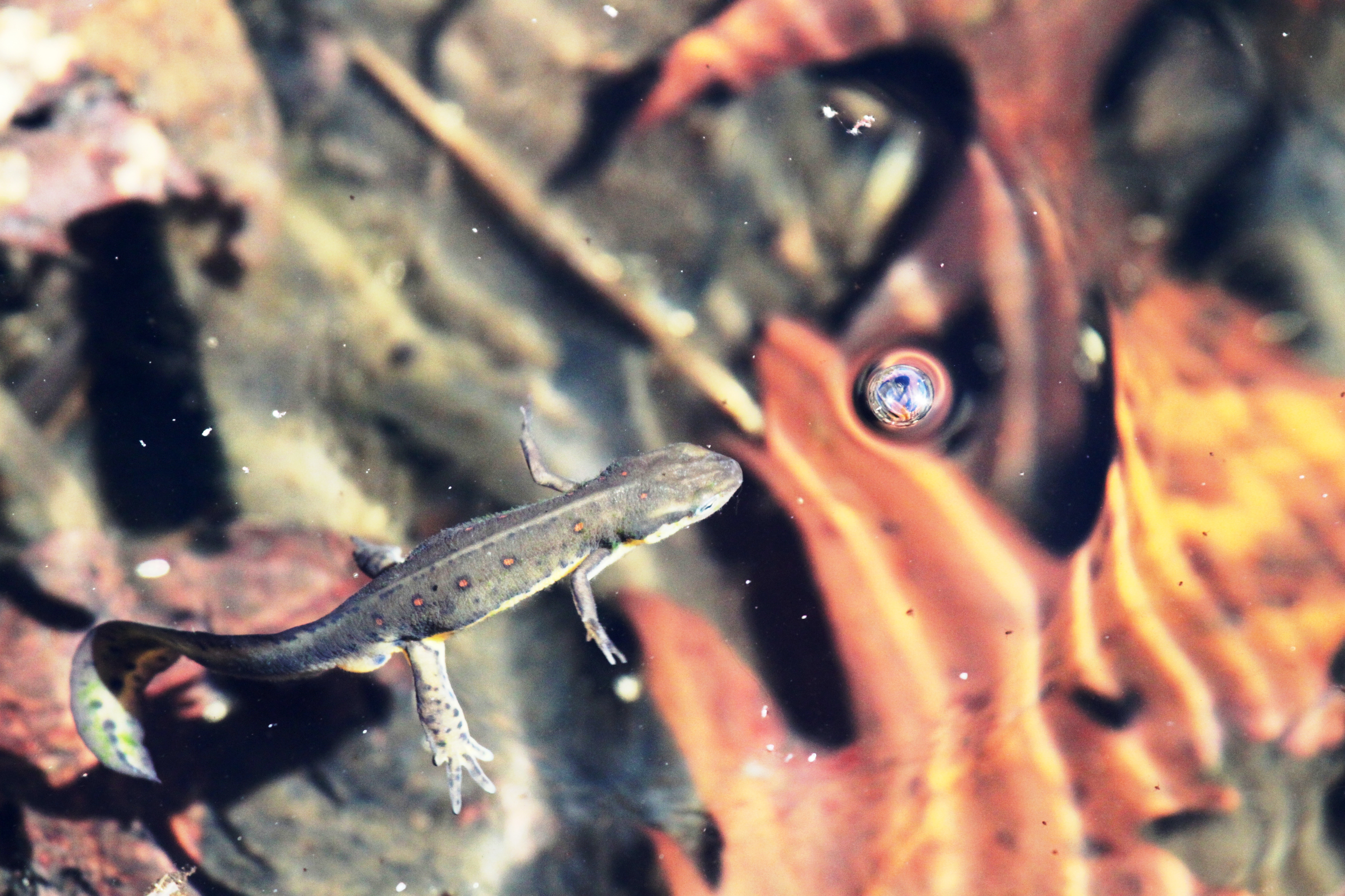 Eastern Red Spotted Newt