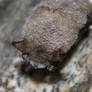 Myotis lucifugus - WNS affected