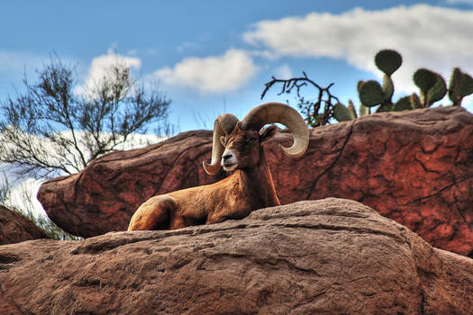 Bighorn Ram