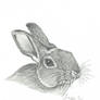 Rabbit/Bunny Pencil Drawing
