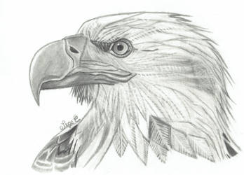 Eagle Pencil Drawing