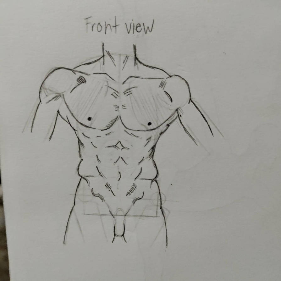 How To Draw The Torso: Front View