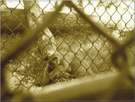 Mountain Lion Cub