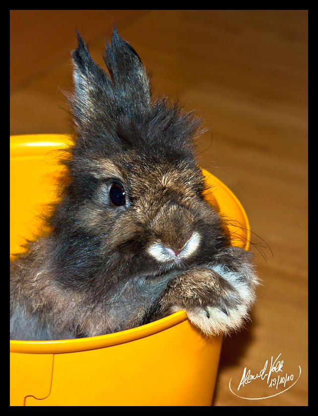 Dwarf Rabbut Dwarf Rabbit 3 by Bunaldinho on DeviantArt
