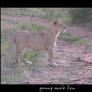 :Kenya: -young male lion-