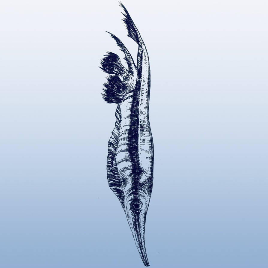 Razor Fish Design Razor fish by viviblbl on DeviantArt