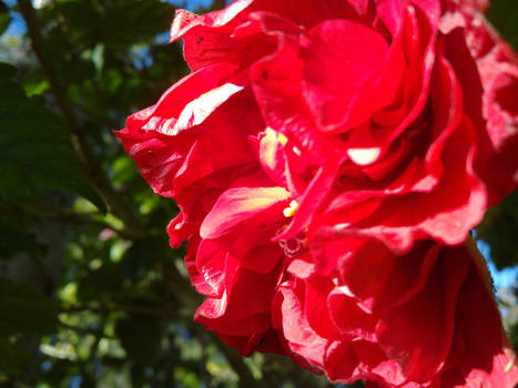 Pretty Pink Flower