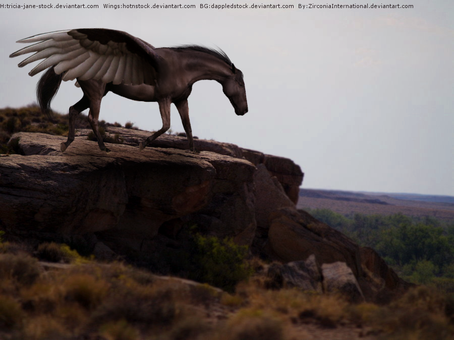 Winged Pony