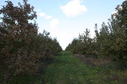 Apple Picking