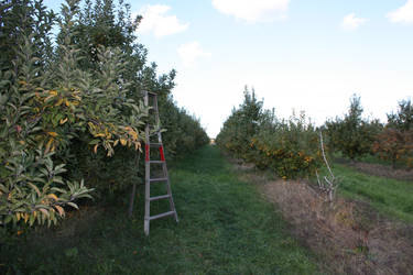 Apple Picking