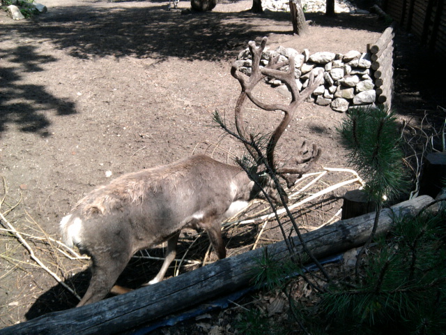 Reindeer